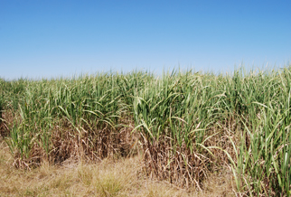 Biomasse - ressource miscanthus