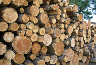 Biomasse - ressource bois